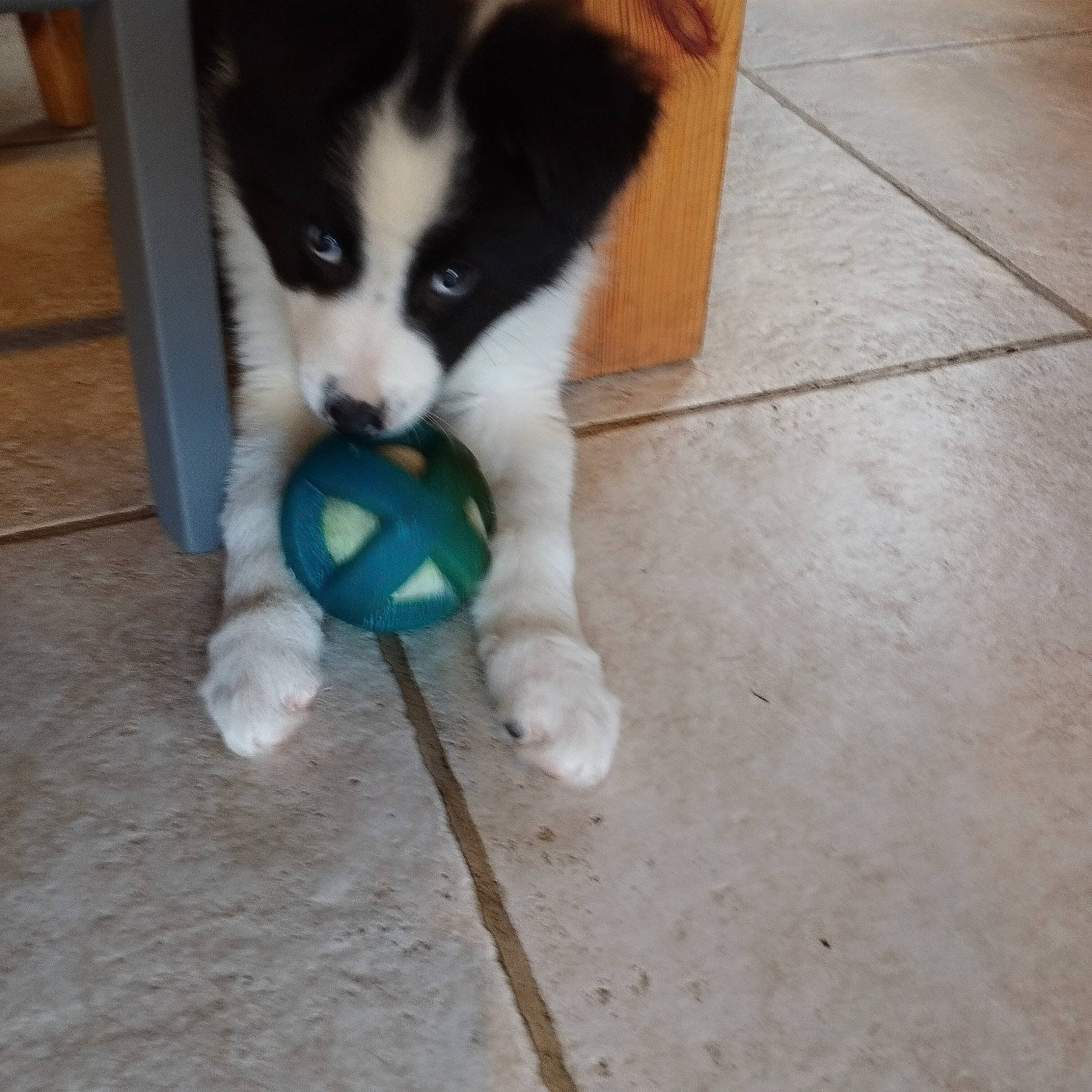 Utha participe au concours pour gagner de l'argent avec cette photo : canidae, carnivore, companion_dog, dog, dog_breed, dog_supply, felidae, flooring, fur, hardwood, paw, siberian_husky, sled_dog, small_to_medium_sized_cats, sporting_group, tail, toy_dog, whiskers, wood, working_animal