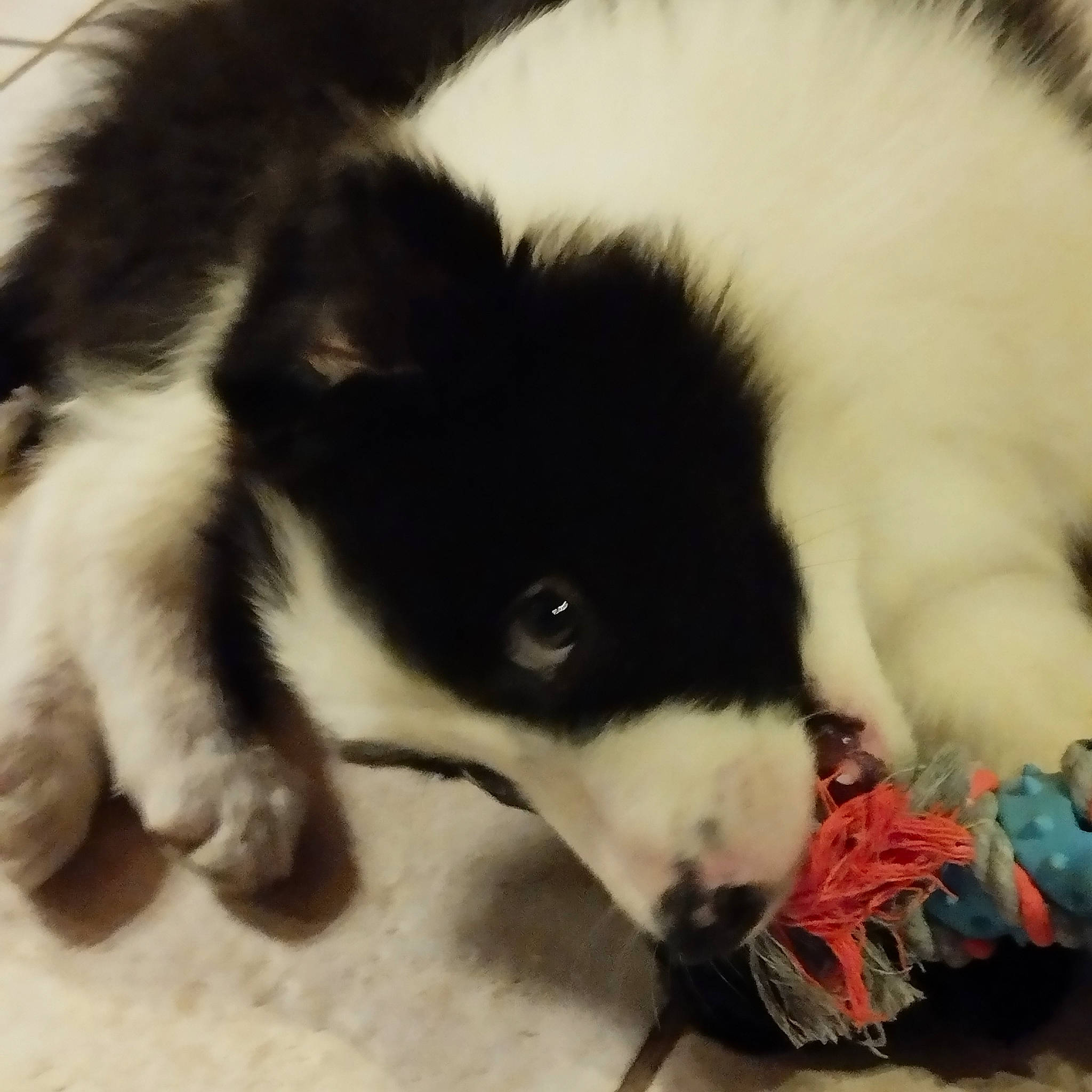 Utha participe au concours pour gagner de l'argent avec cette photo : canidae, carnivore, companion_dog, dog, dog_breed, fur, herding_dog, non_sporting_group, paw, siberian_husky, sled_dog, snout, sporting_group, tail, terrestrial_animal, whiskers, working_animal, working_dog