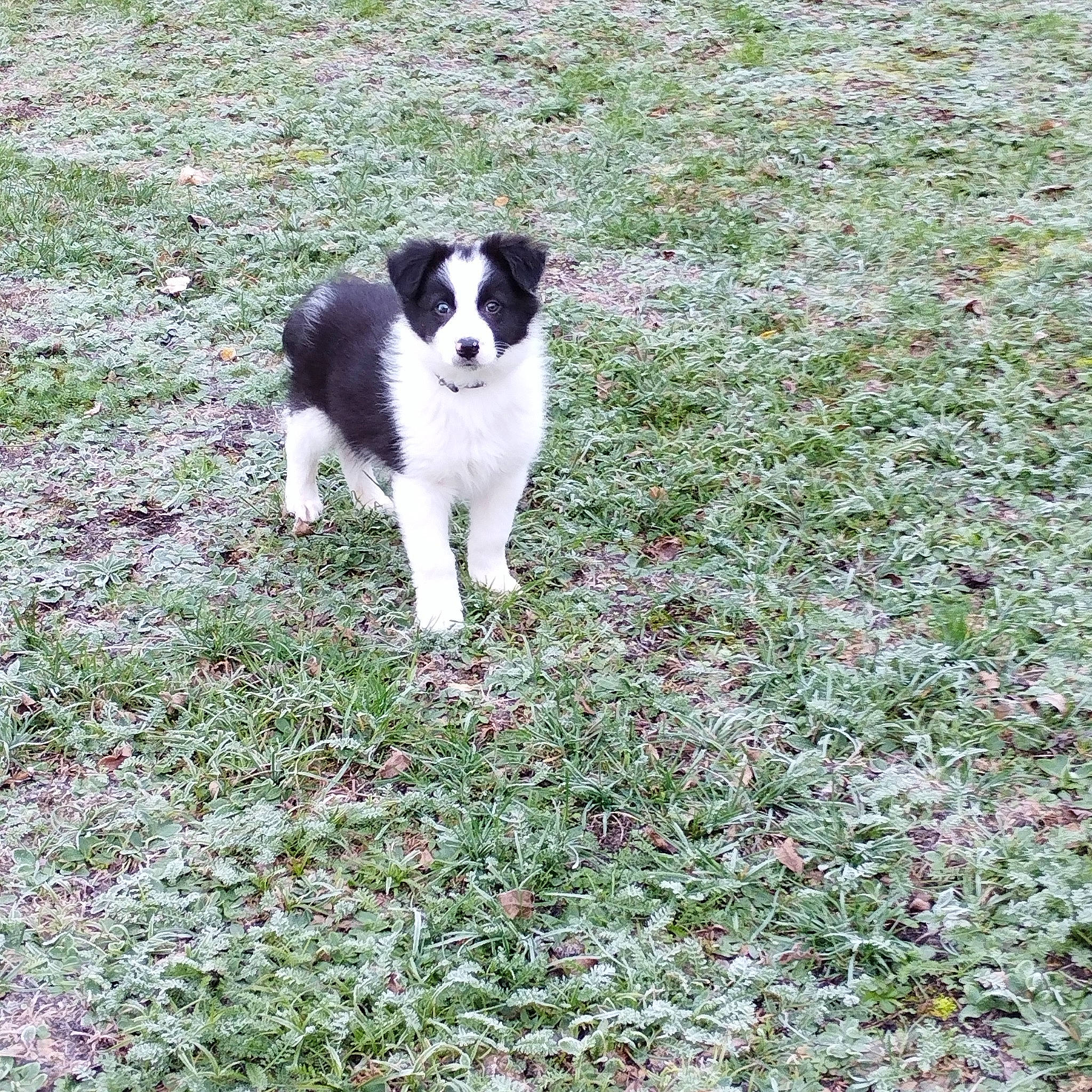 Utha participe au concours pour gagner de l'argent avec cette photo : canidae, carnivore, companion_dog, dog, dog_breed, grass, groundcover, herbaceous_plant, herding_dog, plant, soil, sporting_group, tail, working_dog