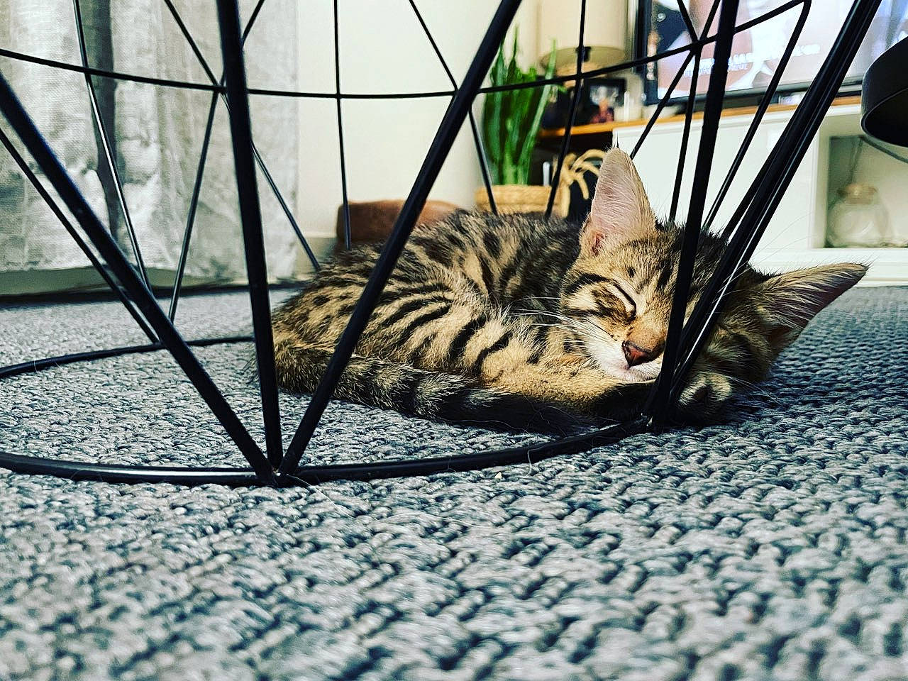 Umi participe au concours pour gagner de l'argent avec cette photo : automotive_tire, automotive_wheel_system, carnivore, cat, domestic_short_haired_cat, felidae, fur, grass, metal, paw, road_surface, small_to_medium_sized_cats, snout, spoke, tail, terrestrial_animal, whiskers, wildlife, window, wood