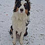 Athena participe au concours pour gagner de l'argent avec cette photo : dog, snow, outdoor, fluffy, tricolor, sitting, ears, snowflakes, winter, pet, animal, backyard, fur, canine, nature, cold, grass, quiet, watchful, daylight