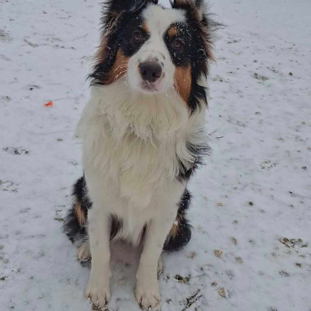 Athena participe au concours pour gagner de l'argent avec cette photo : animal, backyard, canine, cold, daylight, dog, ears, fluffy, fur, grass, nature, outdoor, pet, quiet, sitting, snow, snowflakes, tricolor, watchful, winter