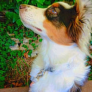 Athena a rejoint le concours — aidez-le/la à gagner de superbes lots ! dog, tricolor, fur, leafy_background, green_leaves, autumn_leaves, outdoor, canine, pet, nature, wooden_floor, collar, side_profile, ears, snout, animal, looking_up, daylight, closeup, fur_texture