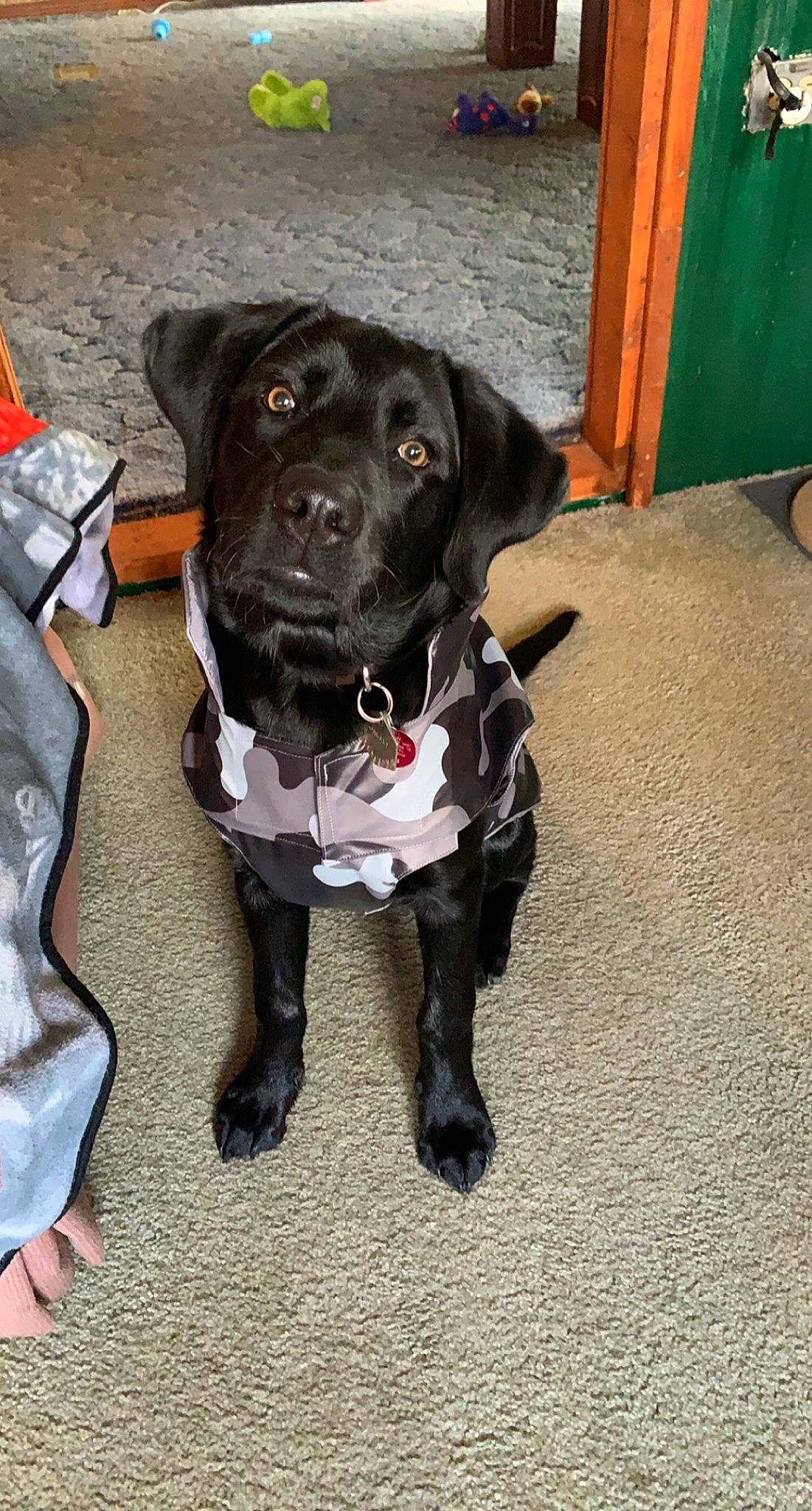 Oakley joined the competition — help win amazing prizes! bandog, beagador, borador, canidae, carnivore, dog, dog_breed, fawn, hunting_dog, labrador_retriever, patterdale_terrier, puppy, rare_breed_dog, snout, sporting_group, tail
