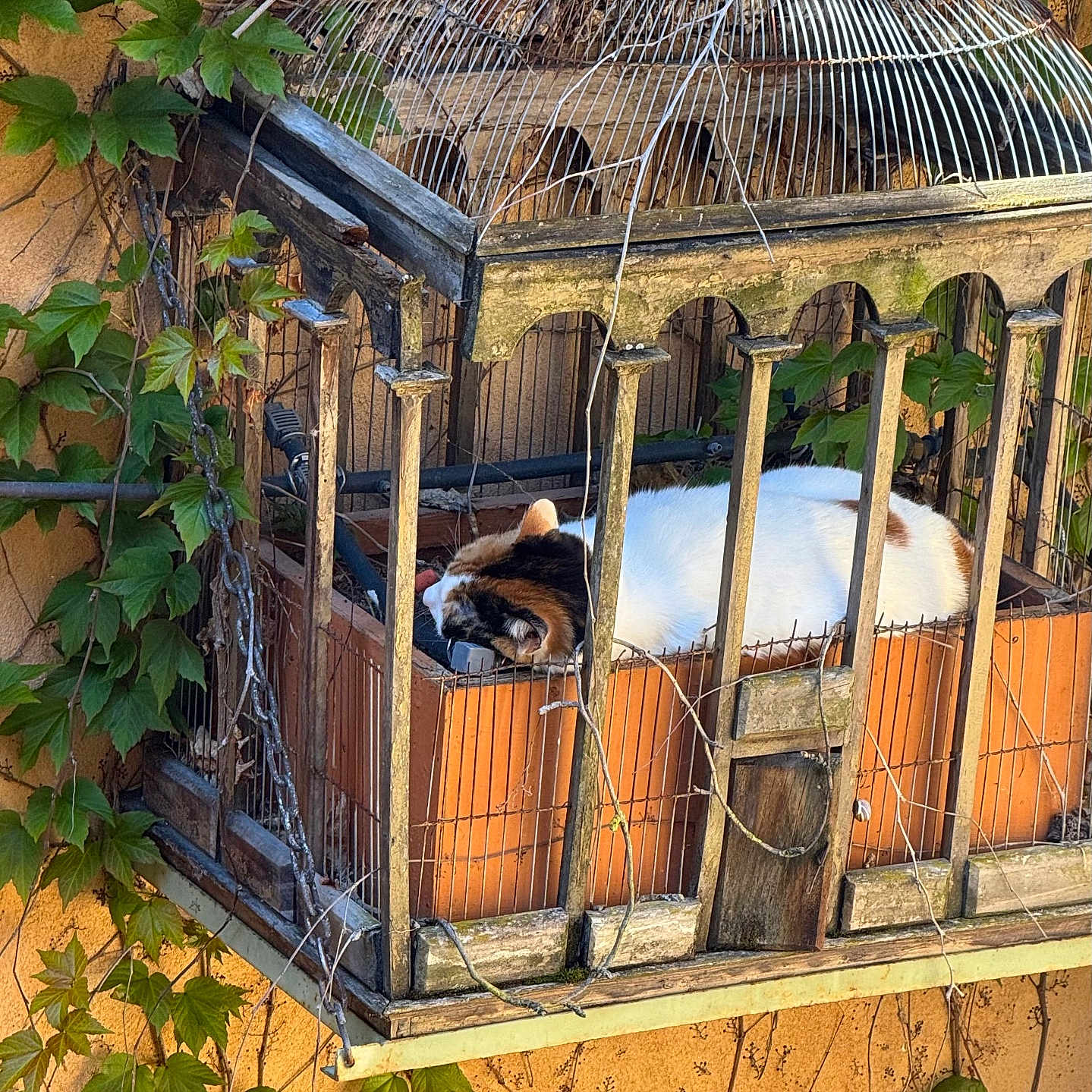 Caramel a rejoint le concours — aidez-le/la à gagner de superbes lots ! animal, birdcage, calico_cat, cat, climbing_plants, green_leaves, ivy, metal, nature, orange_wall, outdoor, peaceful, pet, quiet, resting, sleeping, sunlight, vintage, wall, wood