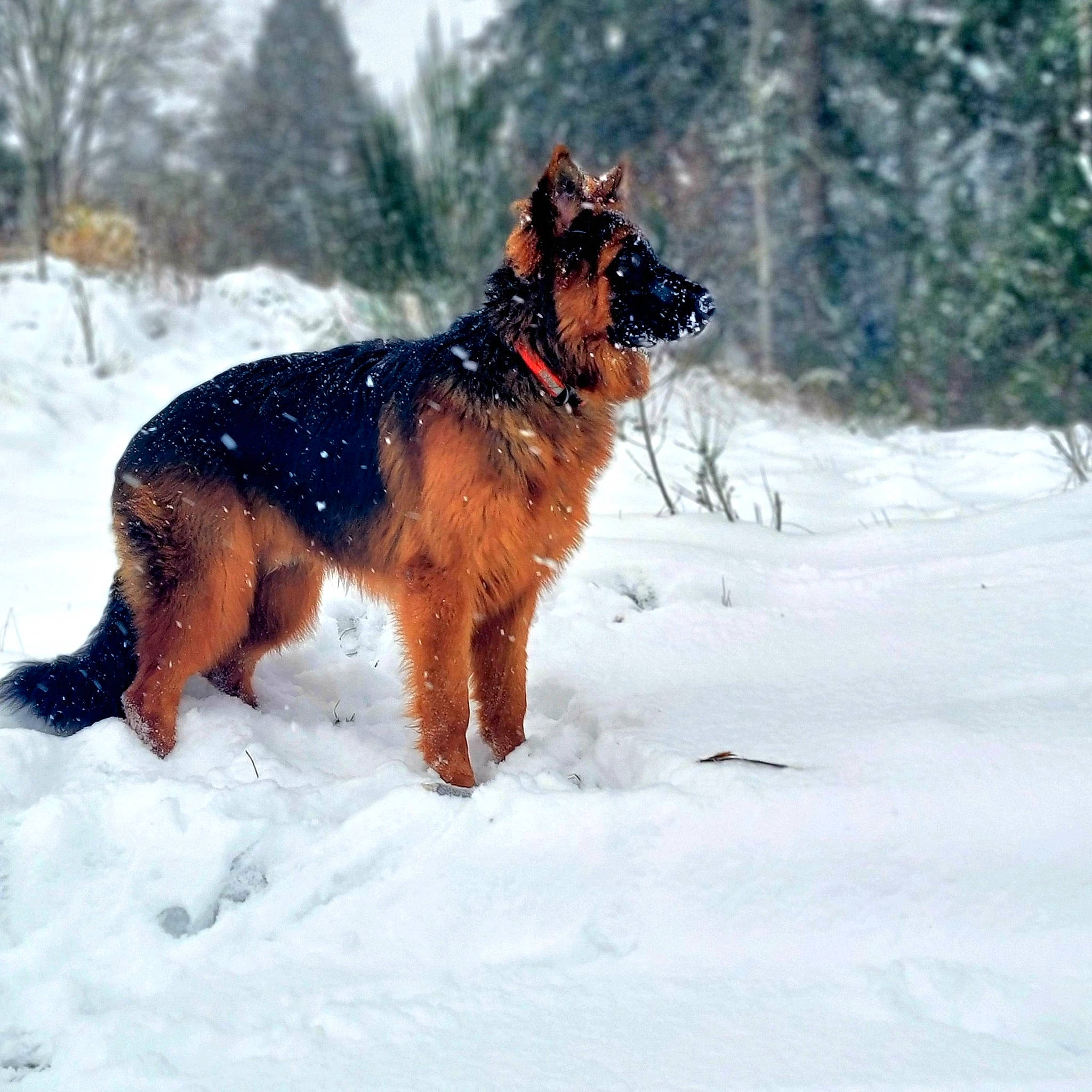 Cisco is registered to the contest to win money with this photo: art, canidae, carnivore, collar, companion_dog, dog, dog_breed, freezing, fur, hunting_dog, liver, snow, sporting_group, tail, terrestrial_animal, tree, winter, working_animal, working_dog
