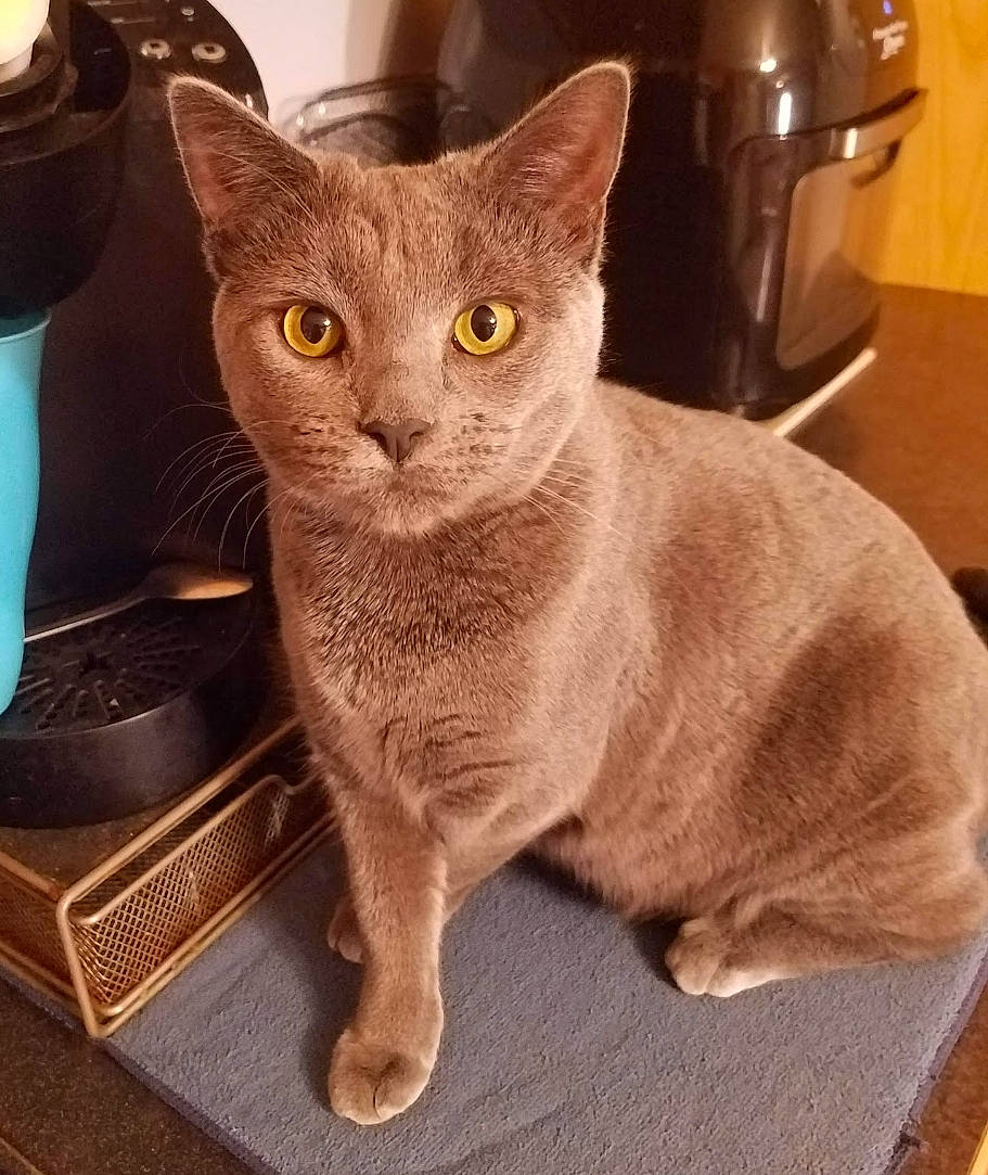 Luna joined the competition — help win amazing prizes! carnivore, cat, cat_supply, claw, comfort, domestic_short_haired_cat, eye, fawn, felidae, fur, gas_stove, home_appliance, kitchen_appliance, kitchen_stove, metal, small_to_medium_sized_cats, snout, tail, toaster, whiskers