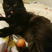 Tsuki a rejoint le concours — aidez-le/la à gagner de superbes lots ! cat, black_cat, bed, blanket, egg, indoor, pet, animal, fur, whiskers, tongue, playful, resting, cute, domestic_animal, feline, sleepy, cozy, bedroom, paws