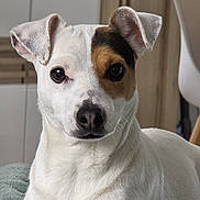 Vayana participe au concours pour gagner de l'argent avec cette photo : dog, pet, animal, white_fur, brown_patch, ears, alert, close_up, indoor, portrait, cute, face, fur, canine, looking_at_camera, sitting, domestic_animal, companion, friendly, adorable