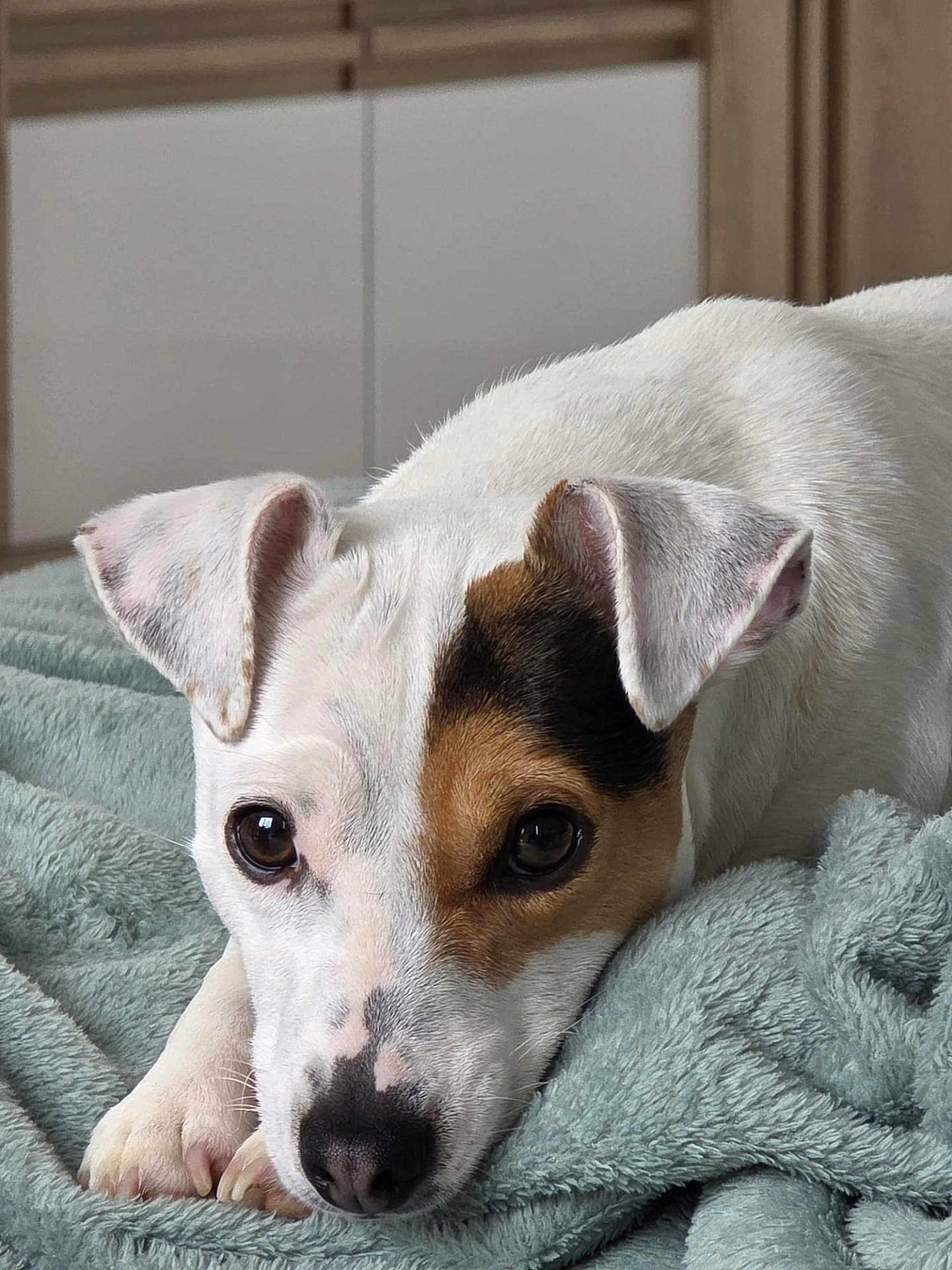 Vayana participe au concours pour gagner de l'argent avec cette photo : dog, pet, animal, white_fur, brown_patch, lying_down, blanket, cozy, indoors, cute, ears, face, paw, closeup, resting, soft_texture, sleepy, bedroom, fur, nostrils