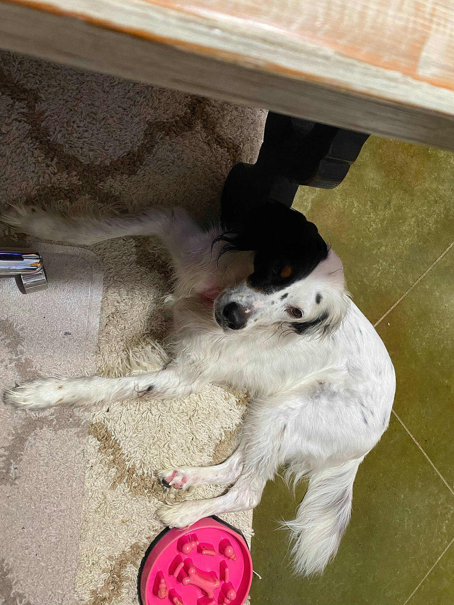 Kuper is registered to the contest to win money with this photo: baby_toddler_shoe, canidae, carmine, carnivore, companion_dog, dog, dog_breed, fashion_accessory, fawn, felidae, floor, flooring, fur, hardwood, paw, small_to_medium_sized_cats, sporting_group, tail, wood, wood_stain