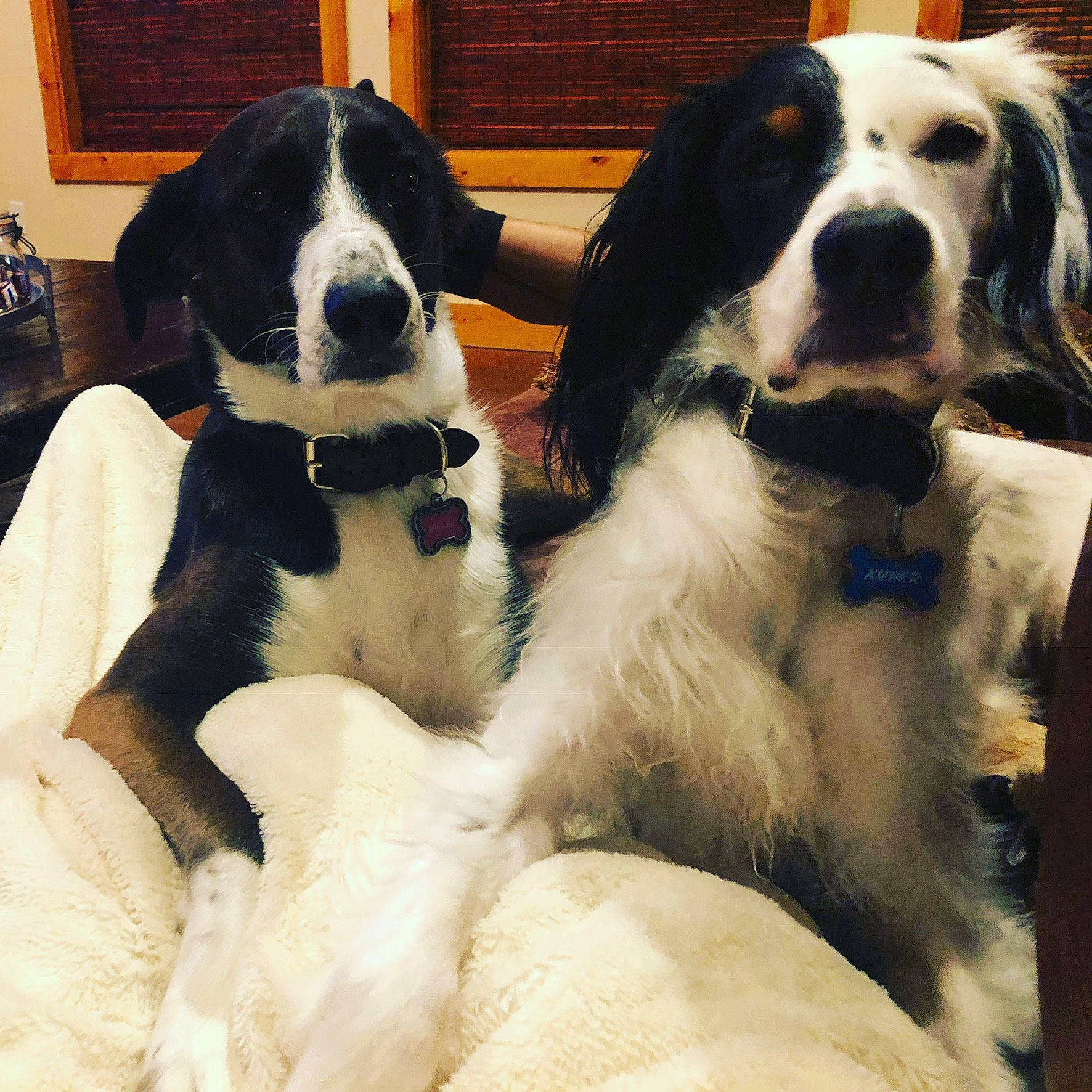 Kuper is registered to the contest to win money with this photo: bored, canidae, carnivore, chair, collar, comfort, companion_dog, dog, dog_breed, dog_collar, event, formal_wear, fur, giant_dog_breed, gun_dog, landseer, snout, spaniel, sporting_group, working_animal