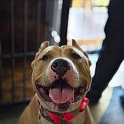 Peaches joined the competition — help win amazing prizes! dog, canine, pet, smiling, tongue_out, collar, indoor, close_up, brown_fur, black_nose, happy, animal, muzzle, ears, domestic_animal, friendly, portrait, blurred_background, person, floor