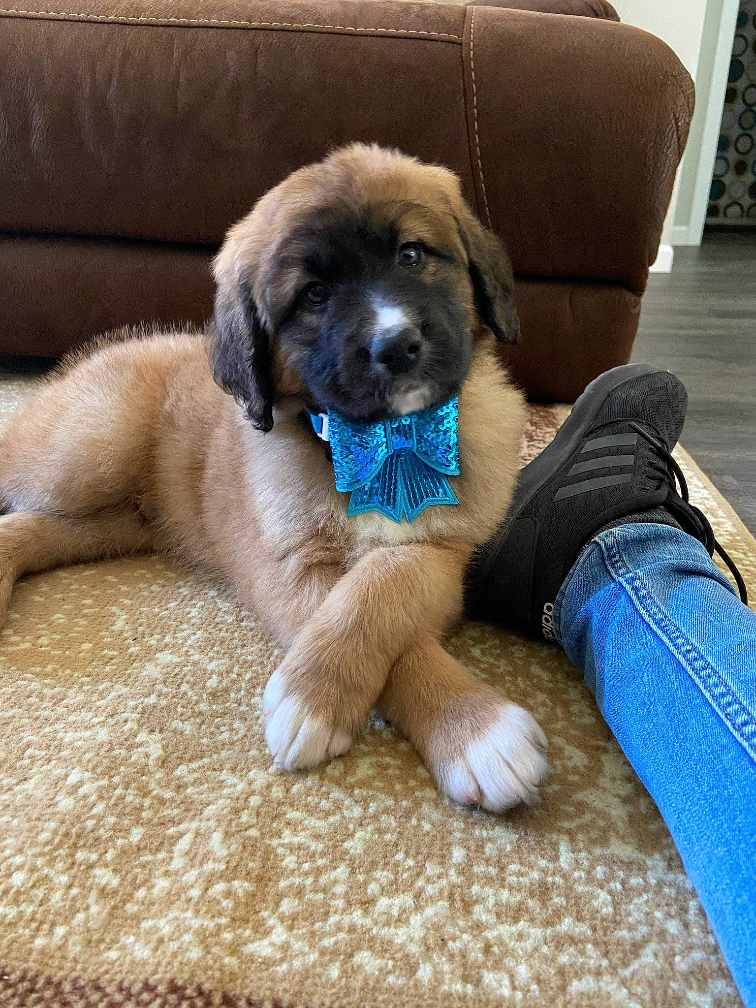 Vincenzo joined the competition — help win amazing prizes! canidae, carnivore, comfort, companion_dog, couch, dog, dog_breed, dog_supply, electric_blue, fawn, flooring, fur, liver, pet_supply, puppy, sitting, snout, sporting_group, terrestrial_animal, working_animal