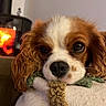 Alma participe au concours pour gagner de l'argent avec cette photo : dog, puppy, close_up, cavalier_king_charles_spaniel, resting, face, nose, fur, ears, cushion, blanket, indoor, fireplace, warm_light, cozy, pet, animal, cute, portrait, relaxed