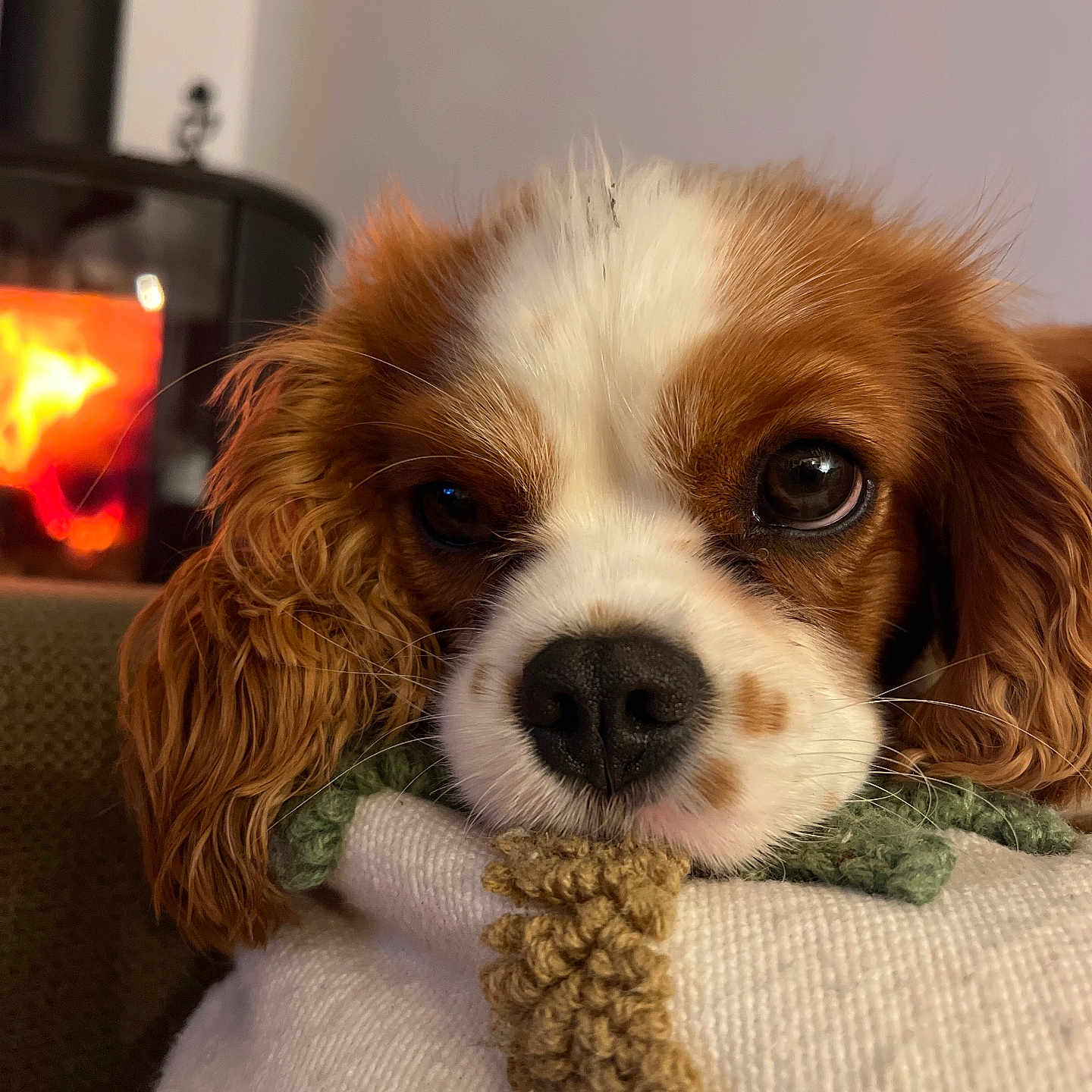 Alma participe au concours pour gagner de l'argent avec cette photo : dog, puppy, close_up, cavalier_king_charles_spaniel, resting, face, nose, fur, ears, cushion, blanket, indoor, fireplace, warm_light, cozy, pet, animal, cute, portrait, relaxed