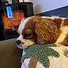dog, cavalier_king_charles_spaniel, resting, sleepy, pillow, textured_pillow, green, brown, white, fur, close_up, indoor, fireplace, warm_light, cozy, comfort, home, relaxing, side_view, pet