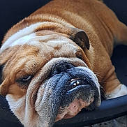 Malcom a rejoint le concours — aidez-le/la à gagner de superbes lots ! bulldog, dog, pet, resting, close_up, wrinkled_face, teeth, dog_bed, brown_fur, white_fur, animal, indoor, portrait, sleepy, cute, mammal, face, napping, domestic_animal, canine