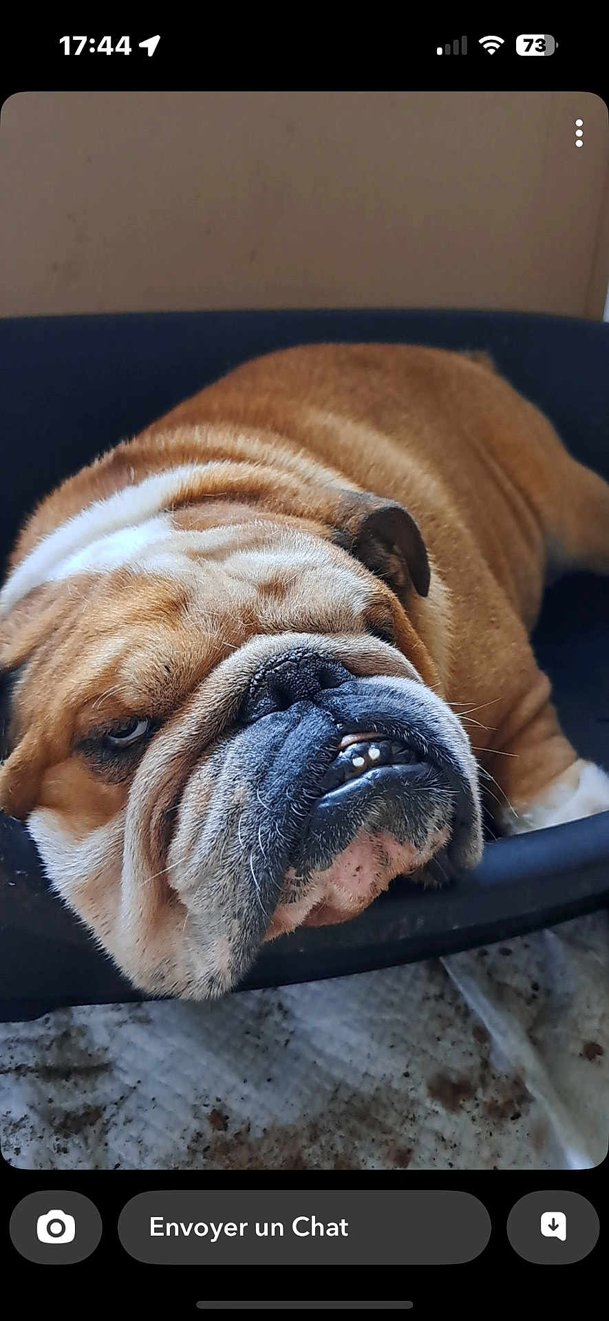Malcom a rejoint le concours — aidez-le/la à gagner de superbes lots ! bulldog, dog, pet, resting, close_up, wrinkled_face, teeth, dog_bed, brown_fur, white_fur, animal, indoor, portrait, sleepy, cute, mammal, face, napping, domestic_animal, canine
