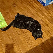 Oréo participe au concours pour gagner de l'argent avec cette photo : black_cat, cat, indoor, wooden_floor, pet, animal, box, curious, lying_down, floor, shadow, home, feline, whiskers, relaxed, domestic_cat, cute, playful, fur, eyes