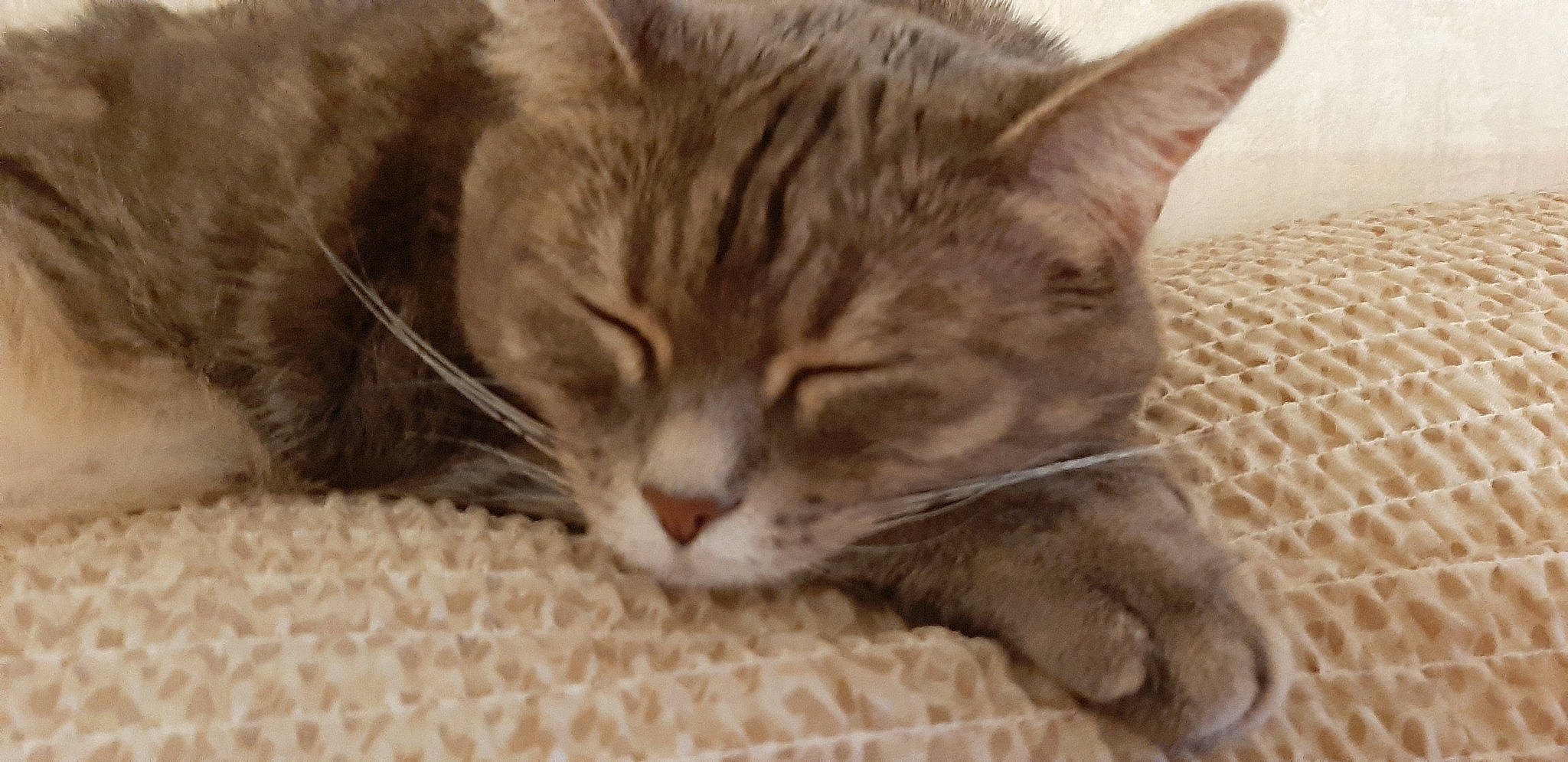 Lucky participe au concours pour gagner de l'argent avec cette photo : carnivore, cat, cat_supply, claw, comfort, domestic_short_haired_cat, fawn, felidae, fur, nap, paw, small_to_medium_sized_cats, snout, terrestrial_animal, whiskers