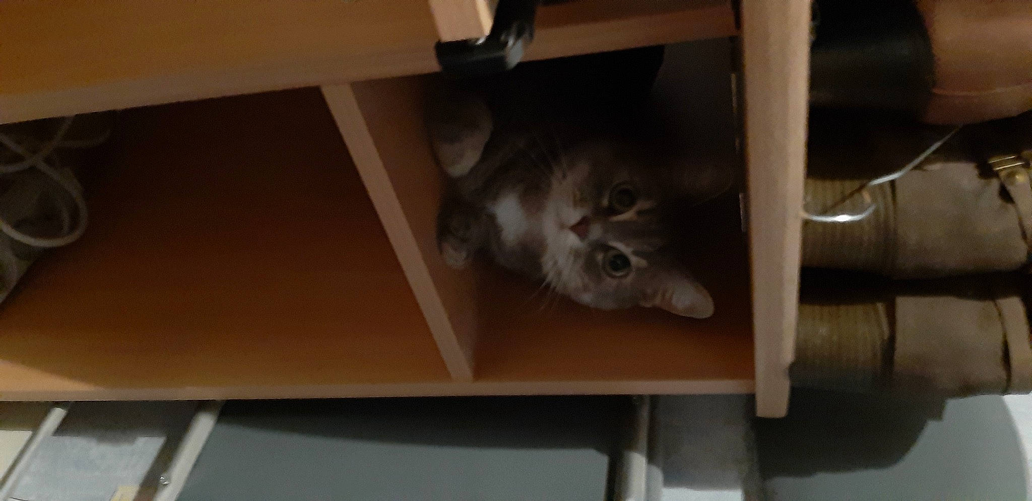 Lucky a rejoint le concours — aidez-le/la à gagner de superbes lots ! carnivore, cat, ceiling, domestic_short_haired_cat, felidae, floor, flooring, fur, grey, hardwood, plywood, room, shelf, shelving, small_to_medium_sized_cats, tail, whiskers, wood, wood_flooring, wood_stain