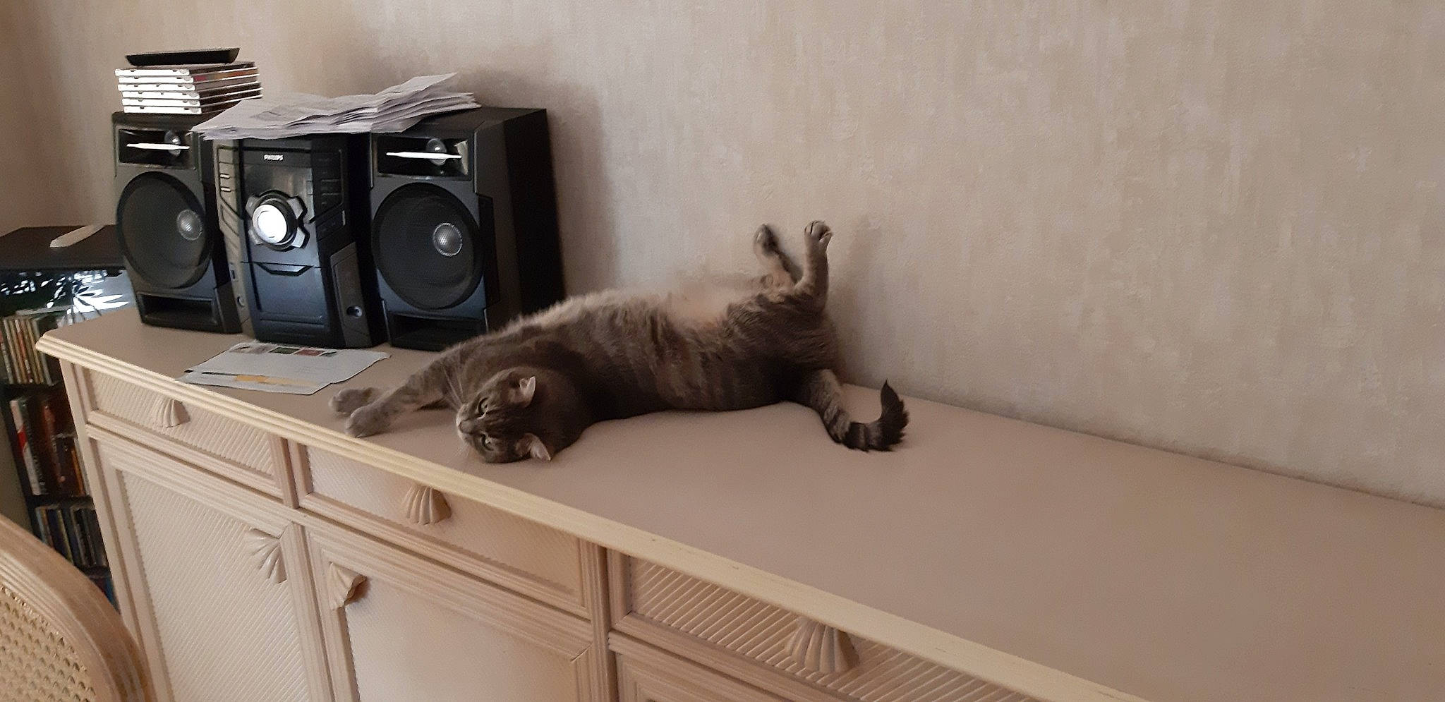 Lucky participe au concours pour gagner de l'argent avec cette photo : cabinetry, carnivore, cat, clothes_dryer, comfort, drawer, felidae, floor, flooring, grey, hardwood, kitchen, laundry_room, major_appliance, room, small_to_medium_sized_cats, tail, washing_machine, whiskers, wood