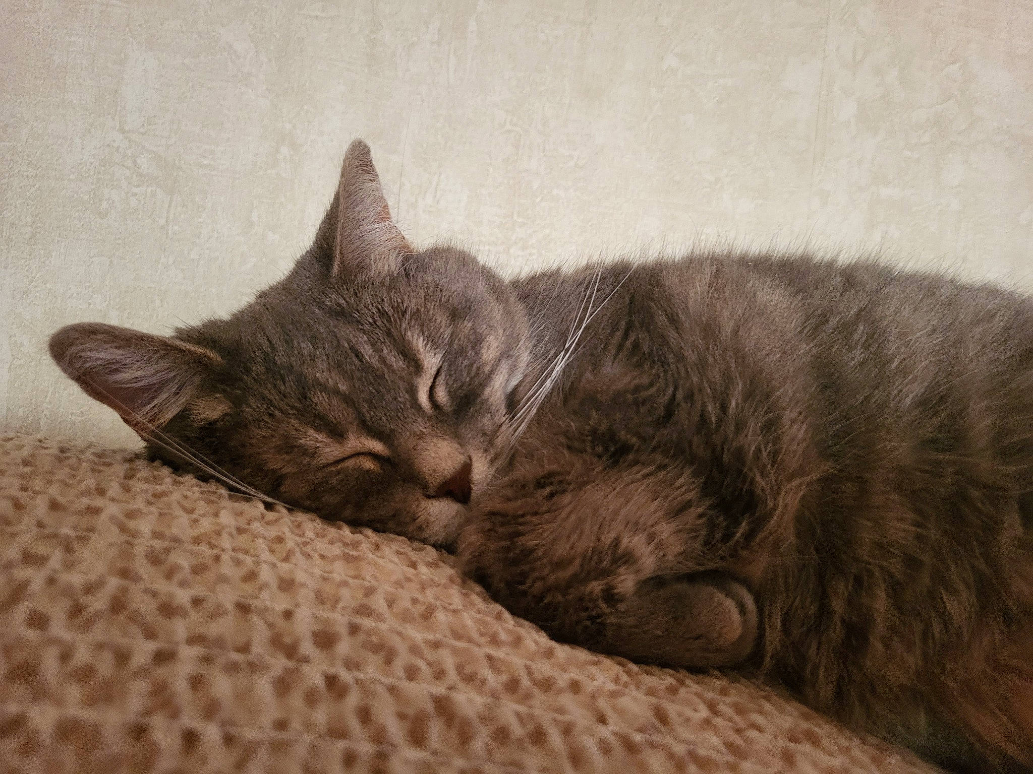 Lucky a rejoint le concours — aidez-le/la à gagner de superbes lots ! carnivore, cat, claw, comfort, domestic_short_haired_cat, felidae, fur, grey, nap, paw, sleep, small_to_medium_sized_cats, snout, tail, terrestrial_animal, whiskers