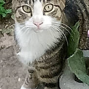 Boots is registered to the contest to win money with this photo: cat, tabby, animal, pet, outdoor, greenery, stone, curious, whiskers, ears, paws, feline, nature, closeup, mammal, sitting, looking, eyes, fur, striped