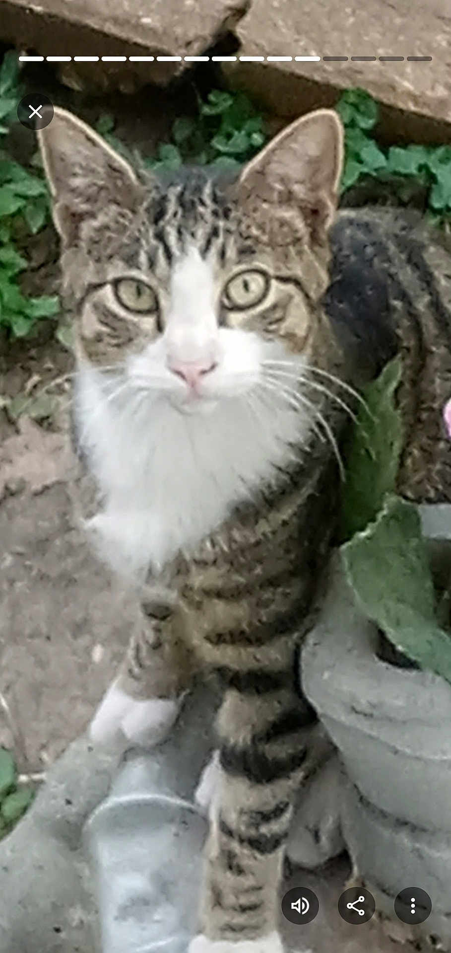 Boots is registered to the contest to win money with this photo: cat, tabby, animal, pet, outdoor, greenery, stone, curious, whiskers, ears, paws, feline, nature, closeup, mammal, sitting, looking, eyes, fur, striped