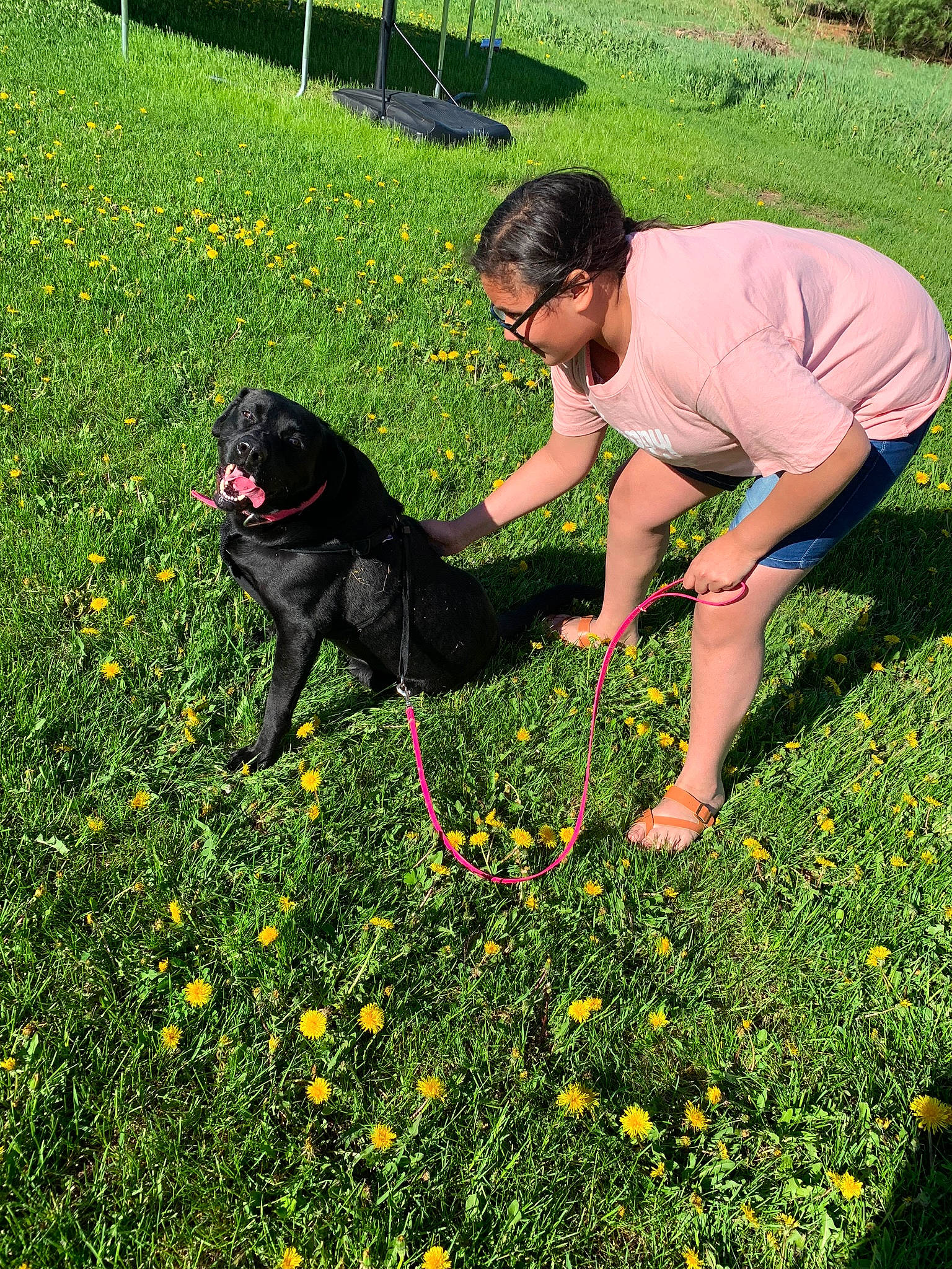 Lucy joined the competition — help win amazing prizes! botany, canidae, carnivore, companion_dog, dog, dog_breed, flower, garden, gardening, grass, groundcover, lawn, meadow, obedience_training, plant, play, shrub, sporting_group, spring