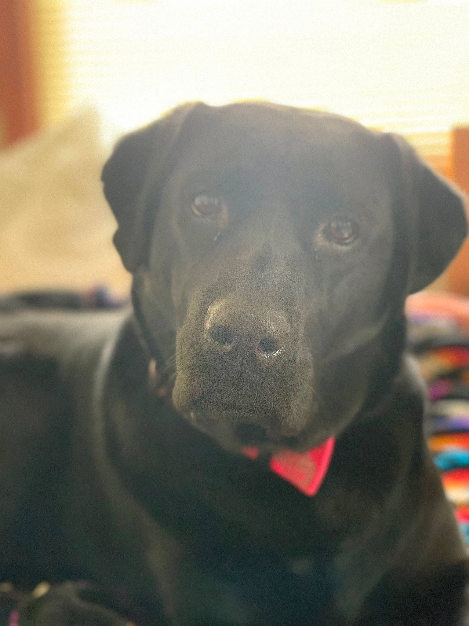 Lucy joined the competition — help win amazing prizes! bandog, beagador, borador, cane_corso, canidae, carnivore, companion_dog, dog, dog_breed, fawn, labrador_retriever, mammal, nose, patterdale_terrier, puppy, retriever, snout, sporting_group, vertebrate, whiskers