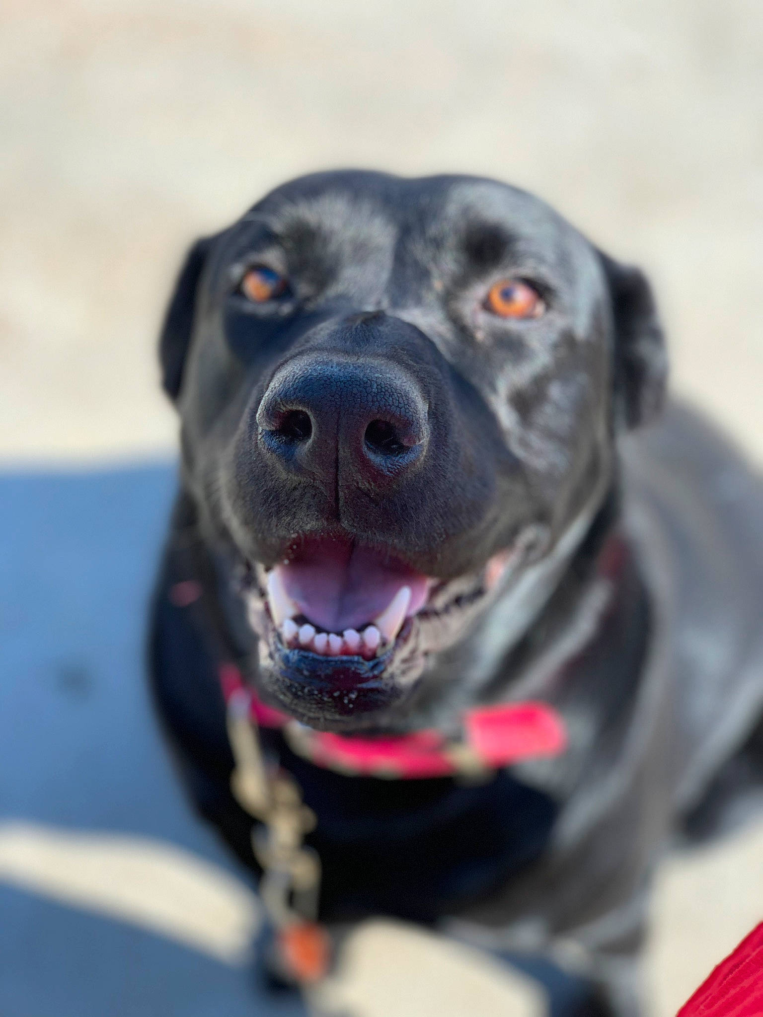 Lucy is registered to the contest to win money with this photo: beagador, blue_lacy, borador, canidae, carnivore, dog, dog_breed, dog_collar, labrador_retriever, nose, rare_breed_dog, retriever, snout, sporting_group, whiskers