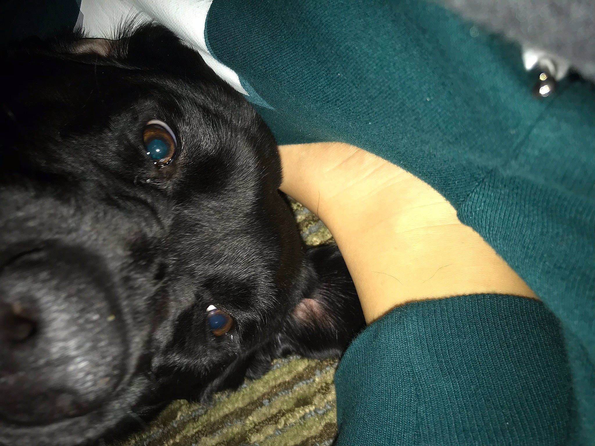 Lucy is registered to the contest to win money with this photo: beagador, borador, canidae, carnivore, dog, dog_breed, fawn, guard_dog, labrador_retriever, mammal, patterdale_terrier, puppy, snout, sporting_group, vertebrate, whiskers