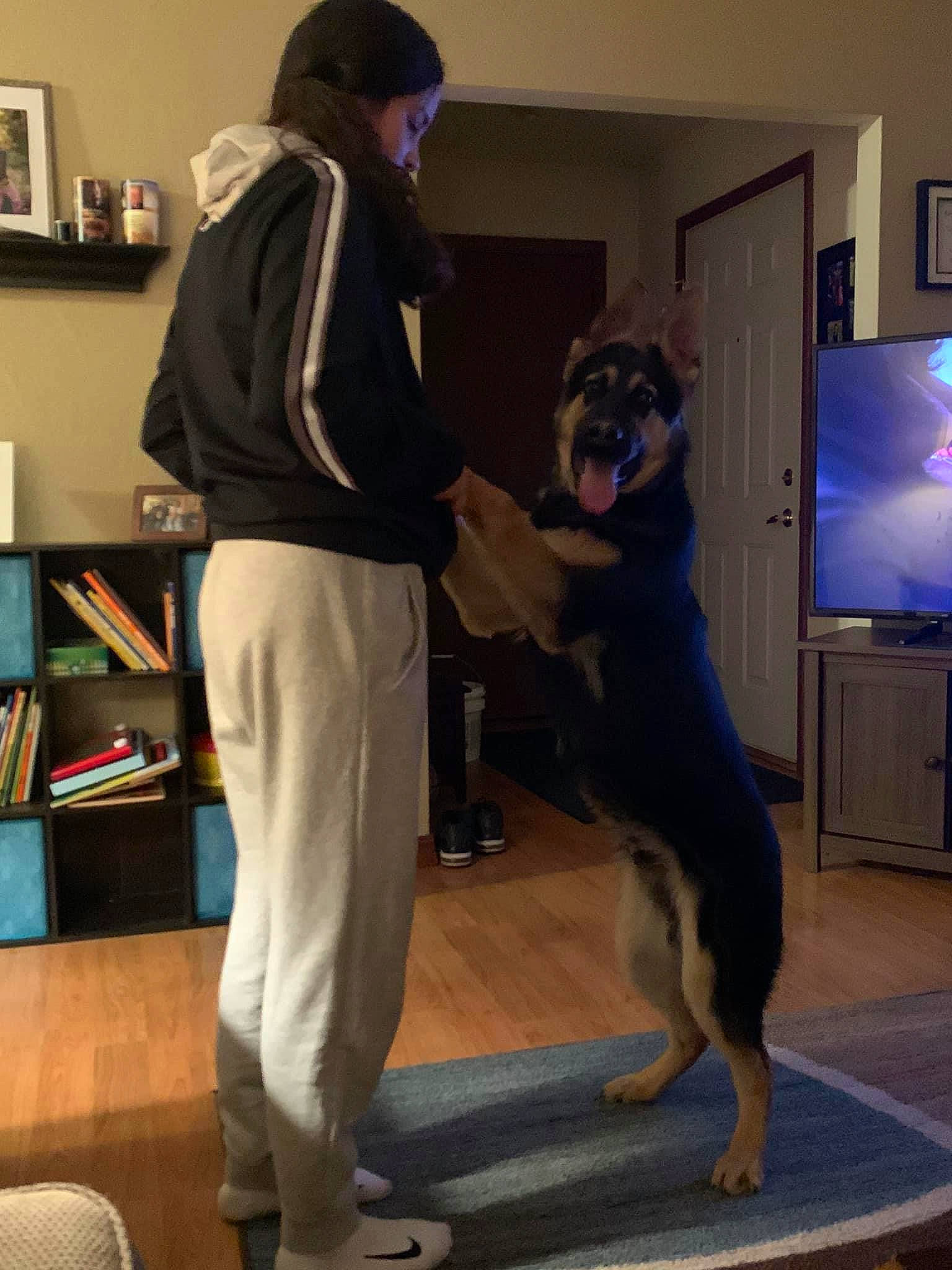 Chase joined the competition — help win amazing prizes! canidae, carnivore, dog, dog_breed, guard_dog, lapponian_herder, mammal, standing, vertebrate