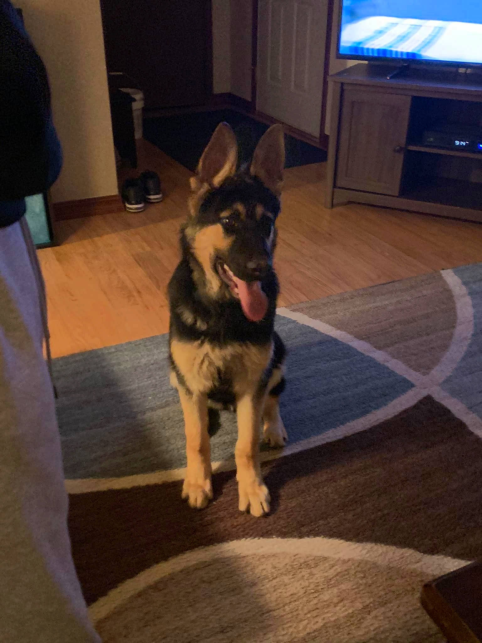 Chase is registered to the contest to win money with this photo: canidae, carnivore, dog, dog_breed, east_european_shepherd, fawn, floor, german_shepherd_dog, king_shepherd, kunming_wolfdog, mammal, norwegian_elkhound, old_german_shepherd_dog, shiloh_shepherd_dog, snout, vertebrate, wolfdog, working_dog