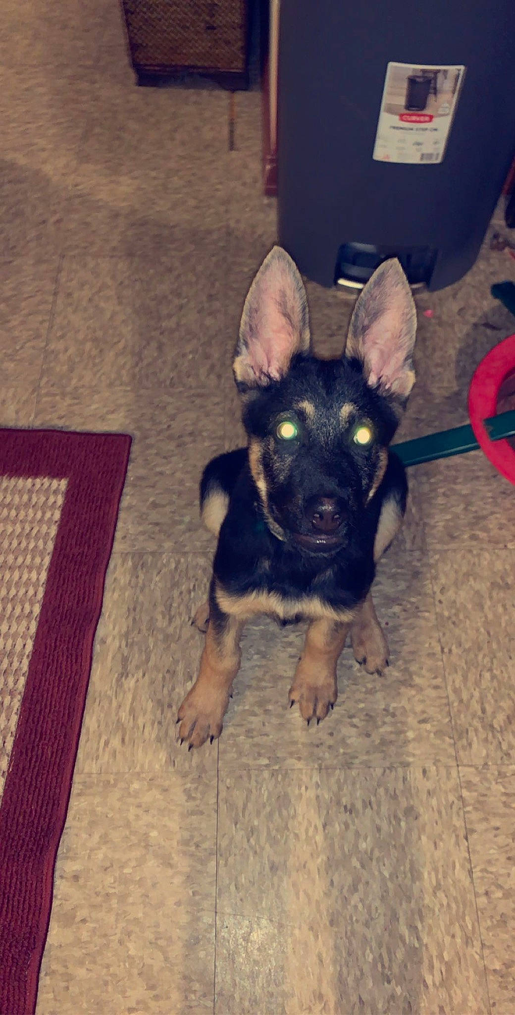 Chase joined the competition — help win amazing prizes! canidae, carnivore, companion_dog, dog, dog_breed, ear, fawn, german_shepherd_dog, mammal, puppy, rare_breed_dog, snout, sporting_group, tail, vertebrate, working_dog