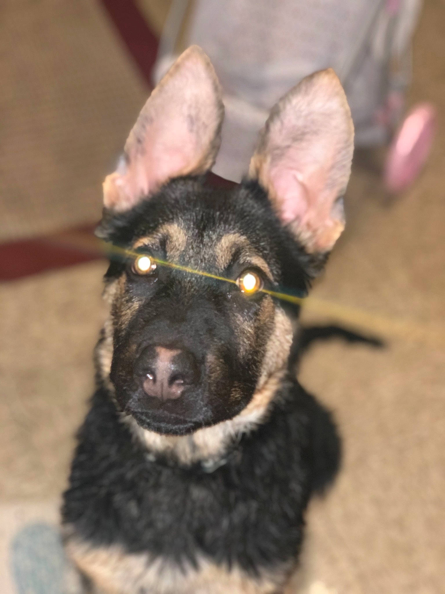 Chase joined the competition — help win amazing prizes! bohemian_shepherd, canidae, carnivore, dog, dog_breed, ear, east_european_shepherd, german_shepherd_dog, king_shepherd, kunming_wolfdog, mammal, puppy, rare_breed_dog, shiloh_shepherd_dog, snout, sporting_group, vertebrate