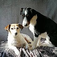 Chipie Et Lulu participe au concours pour gagner de l'argent avec cette photo : animal, black, blanket, brown, canine, companion, couch, cute, dog, domestic_animal, friendship, fur, indoor, mammal, pets, relaxing, resting, shadow, sunlight, white