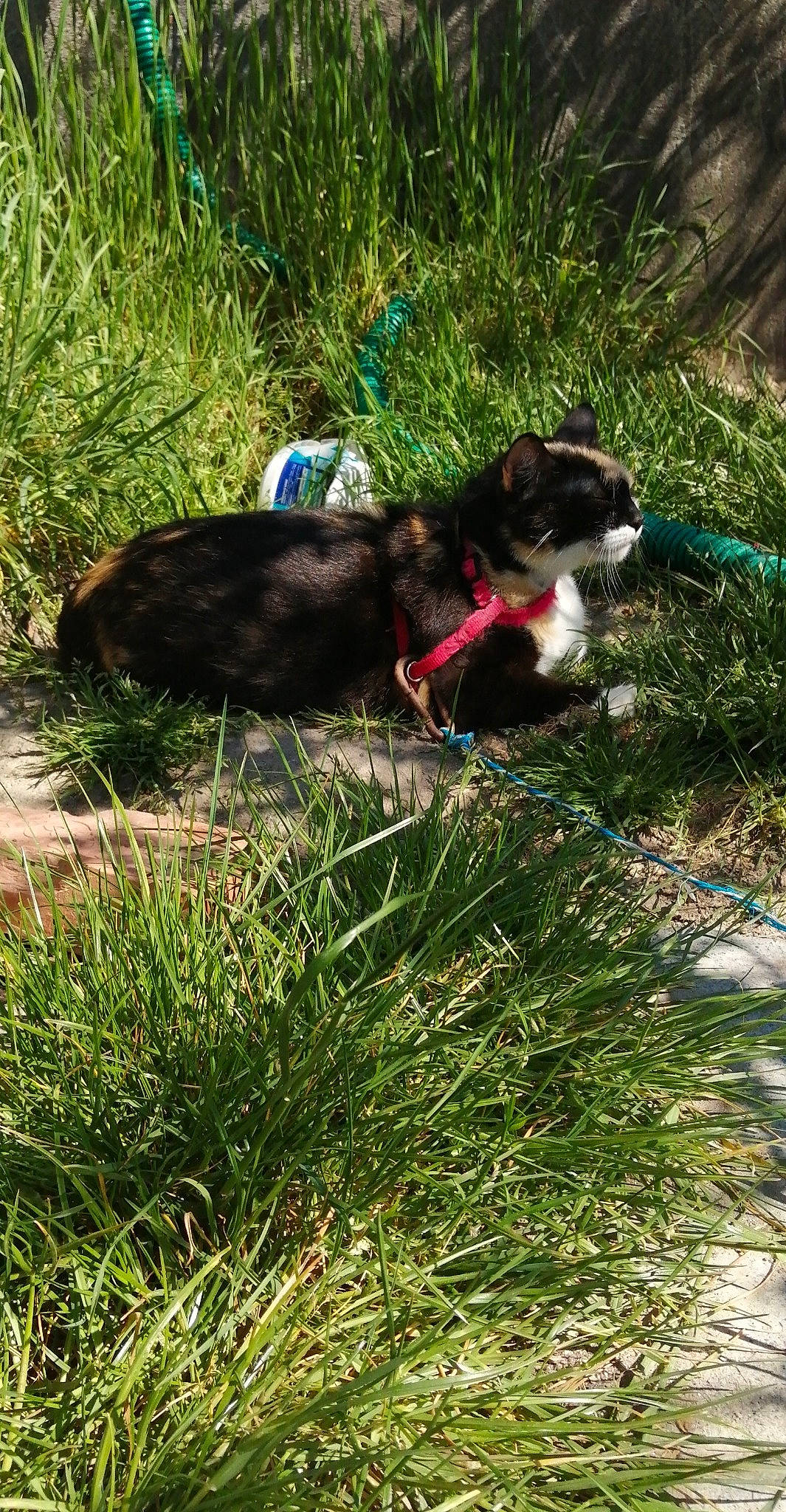 Jypsie a rejoint le concours — aidez-le/la à gagner de superbes lots ! botany, canidae, carnivore, collar, companion_dog, dog, dog_breed, electric_blue, felidae, garden, grass, grass_family, groundcover, herbaceous_plant, lawn, plant, shrub, sporting_group, tail, terrestrial_animal