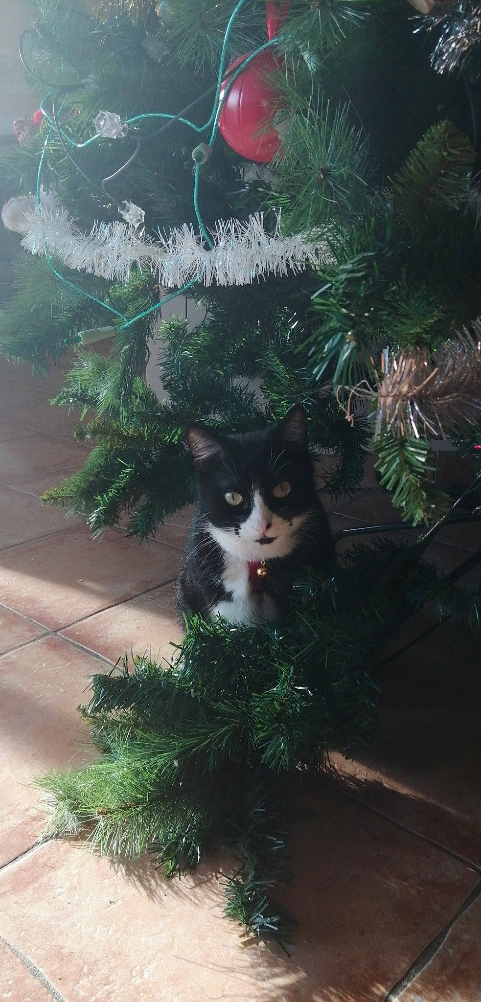 Nananas participe au concours pour gagner de l'argent avec cette photo : branch, carnivore, cat, christmas_decoration, christmas_ornament, christmas_tree, evergreen, felidae, grass, larch, leaf, nature, organism, ornament, plant, small_to_medium_sized_cats, tail, twig, whiskers, woody_plant