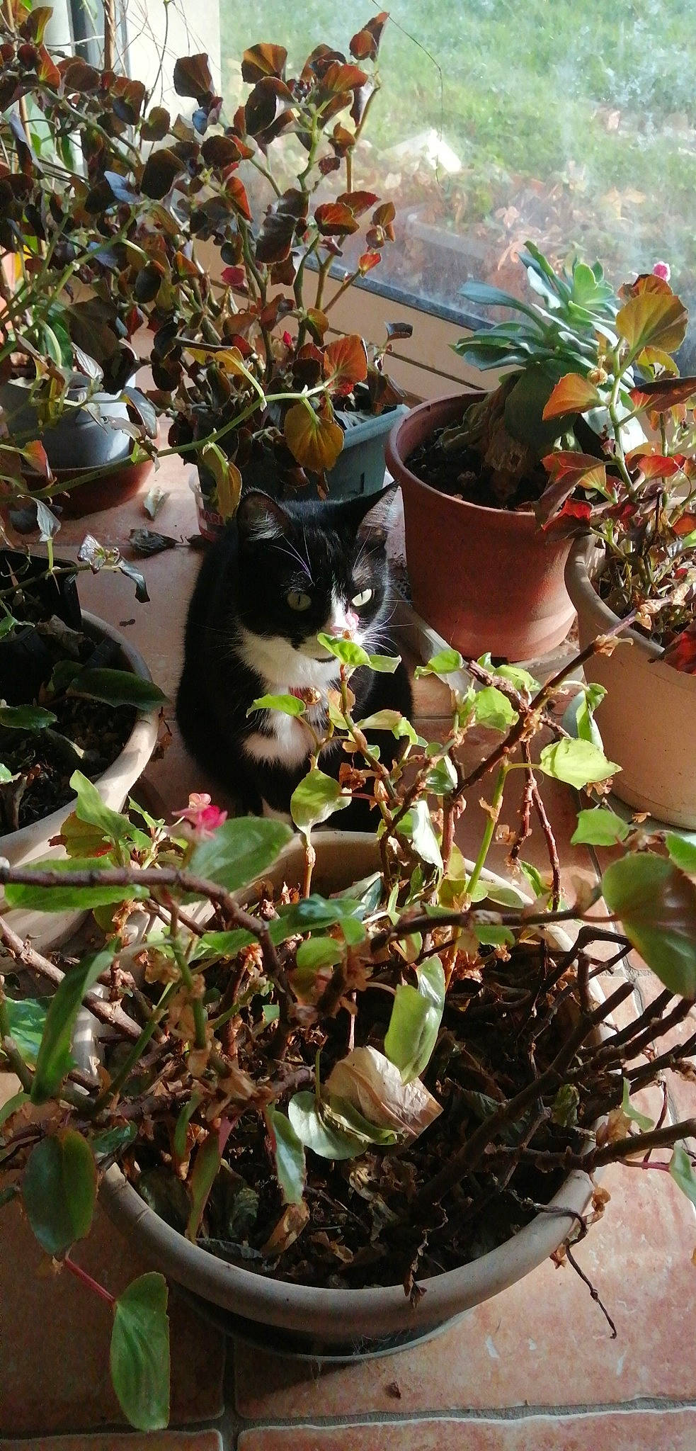 Nananas participe au concours pour gagner de l'argent avec cette photo : botany, carnivore, cat, felidae, flower, flowering_plant, flowerpot, grass, groundcover, hat, houseplant, leaf, organism, plant, shrub, small_to_medium_sized_cats, snapshot, terrestrial_plant, vertebrate, whiskers