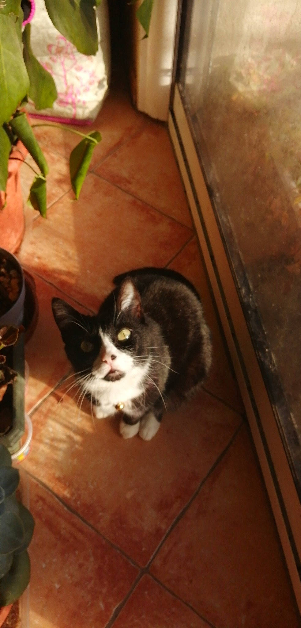 Nananas participe au concours pour gagner de l'argent avec cette photo : carnivore, cat, domestic_short_haired_cat, felidae, floor, flooring, flowerpot, foot, fur, hardwood, houseplant, plant, room, small_to_medium_sized_cats, snout, tail, whiskers, wood, wood_flooring, wood_stain