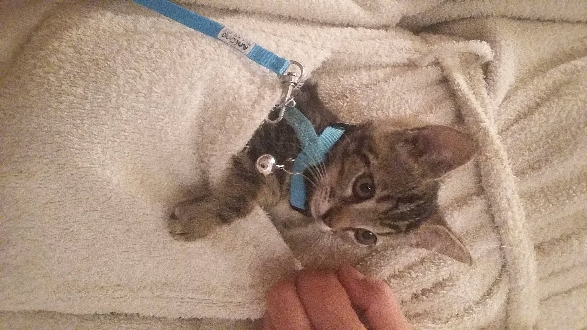 Perla participe au concours pour gagner de l'argent avec cette photo : bag, carnivore, cat, claw, comfort, domestic_short_haired_cat, ear, fashion_accessory, fawn, felidae, fur, linens, luggage_and_bags, nail, paw, sleeve, small_to_medium_sized_cats, t_shirt, whiskers