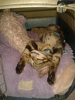 Perla a rejoint le concours — aidez-le/la à gagner de superbes lots ! canidae, carnivore, comfort, companion_dog, dog, dog_breed, fawn, felidae, fur, linens, nap, non_sporting_group, python, sleep, small_to_medium_sized_cats, snout, sporting_group, tail, terrestrial_animal, whiskers