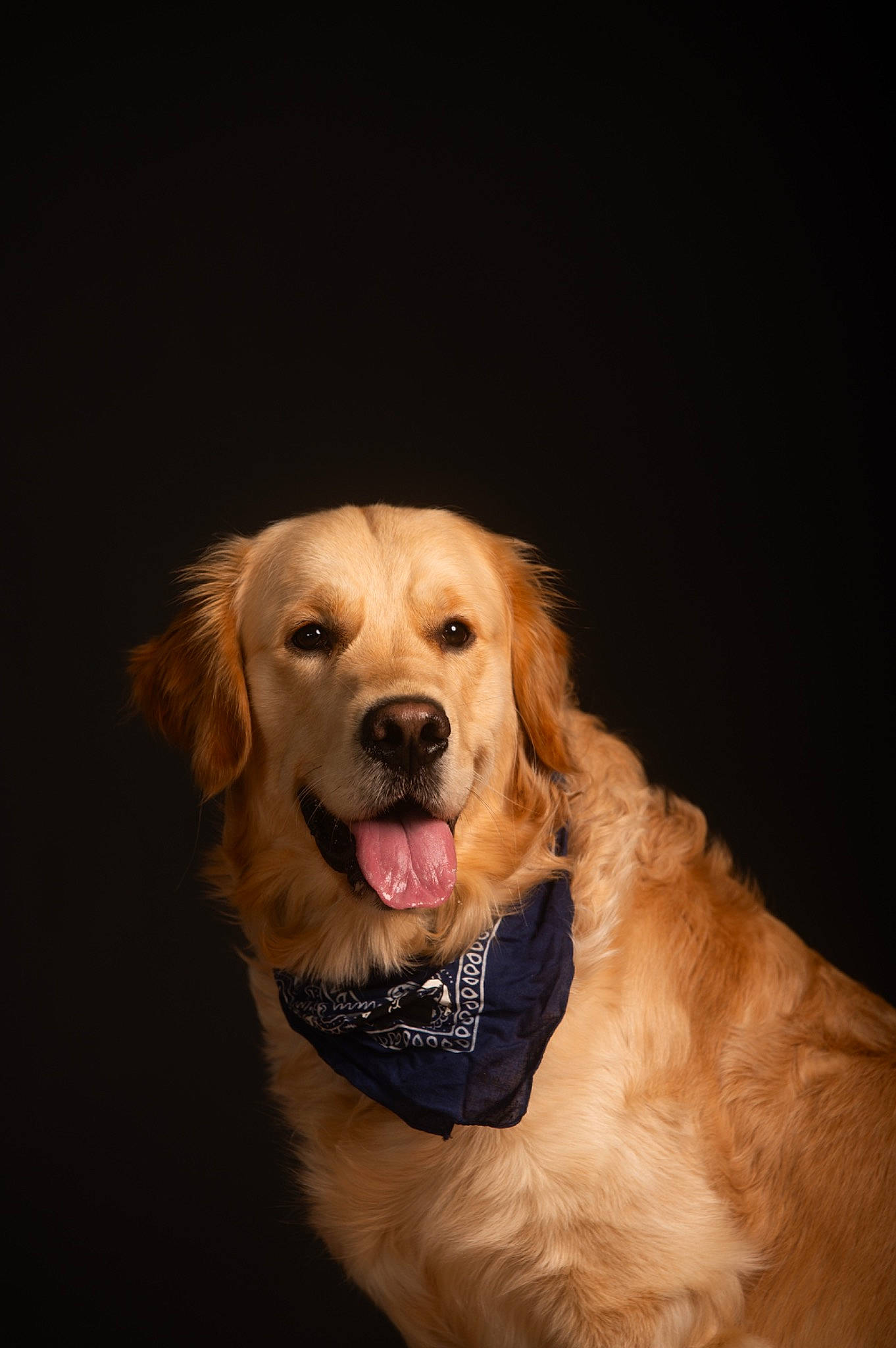 Buddy a rejoint le concours — aidez-le/la à gagner de superbes lots ! ball, canidae, carnivore, companion_dog, darkness, dog, dog_breed, dog_collar, fashion_accessory, fawn, flash_photography, fur, gun_dog, happy, retriever, smile, snout, sporting_group, whiskers, working_animal