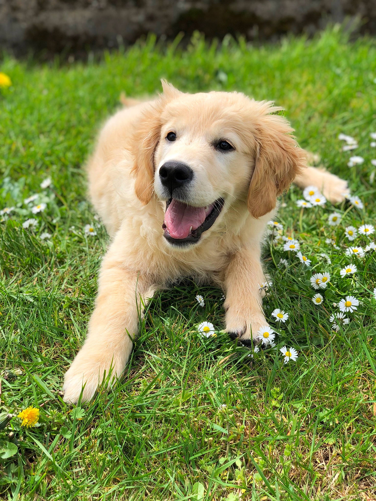 Buddy participe au concours pour gagner de l'argent avec cette photo : canidae, carnivore, clock, companion_dog, dog, dog_breed, fawn, flower, golden_retriever, grass, grassland, groundcover, gun_dog, happy, herbaceous_plant, people_in_nature, plant, snout, sporting_group, working_dog