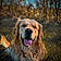 Buddy