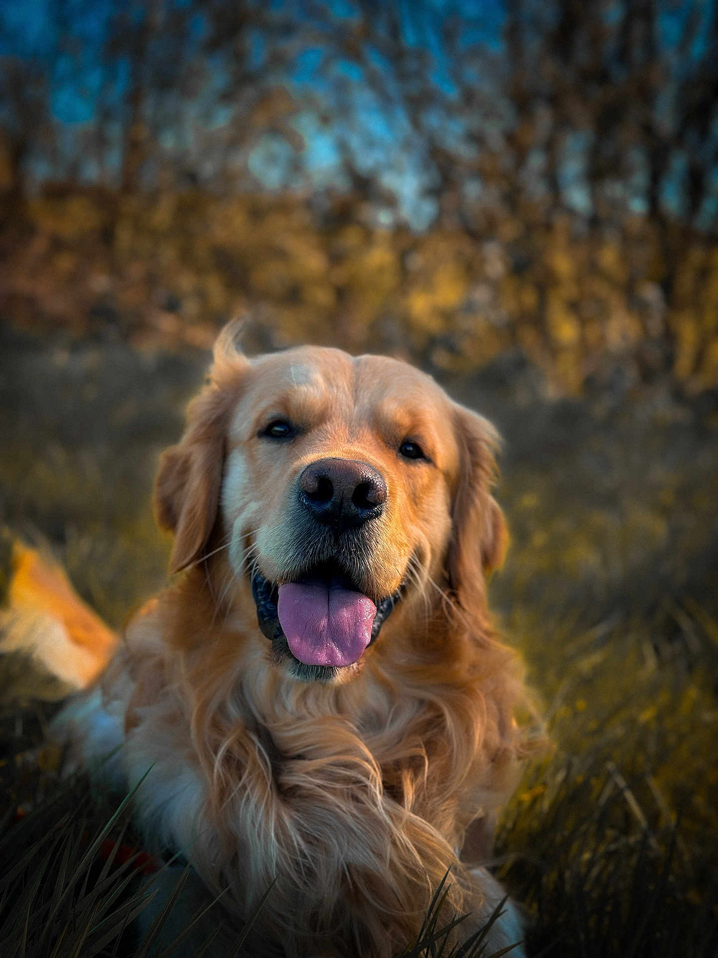 Buddy