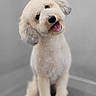 dog, poodle, pet, animal, white, fluffy, groomed, cute, portrait, sitting, indoor, friendly, happy, canine, fur, tongue_out, head_tilt, companion, domestic_animal, gray_background